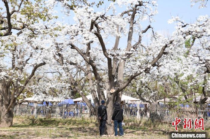 圖為游客在“世界第一古梨園”內(nèi)參觀?！〈魑牟?攝