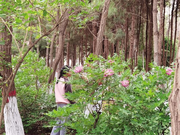 如此賞花拍花 不文明！